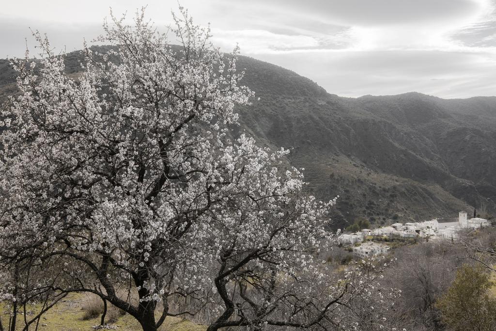 Villa Cortijo La Vinuela Atalbeitar Esterno foto