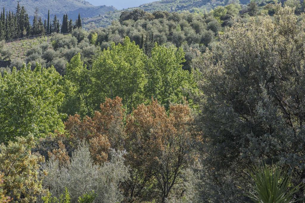 Villa Cortijo La Vinuela Atalbeitar Esterno foto